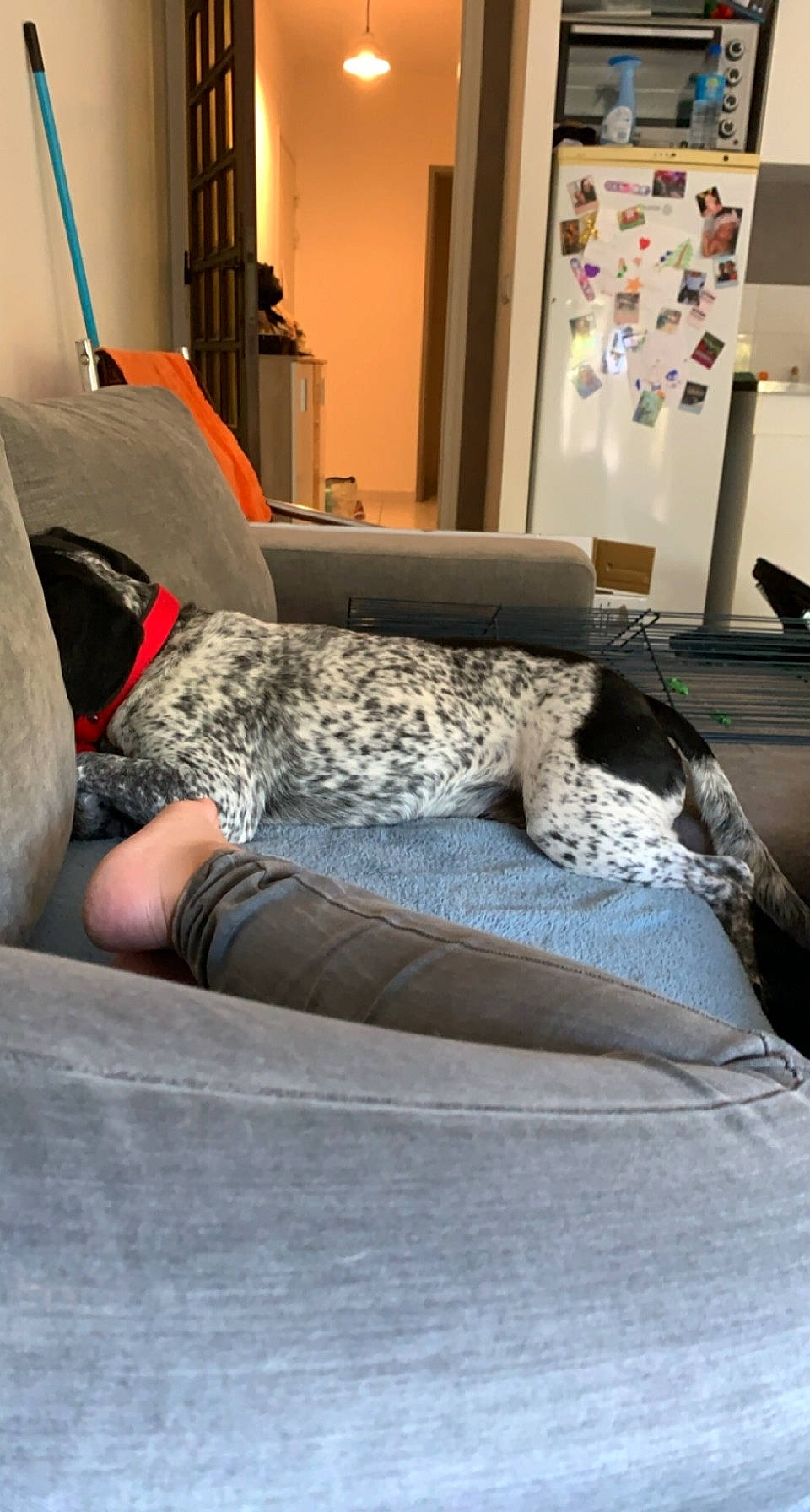 Tiboo participe au concours pour gagner de l'argent avec cette photo : canidae, carnivore, comfort, companion_dog, curtain, dog, dog_breed, floor, grey, home, interior_design, lamp, living_room, picture_frame, sporting_group, window_covering, window_treatment, working_dog