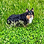 black_and_tan, clover, dog, ears_up, face, fur, grass, greenery, happy, long_hair, meadow, muzzle, nature, outdoor, pet, portrait, sitting, small_dog, smile, wild_grass