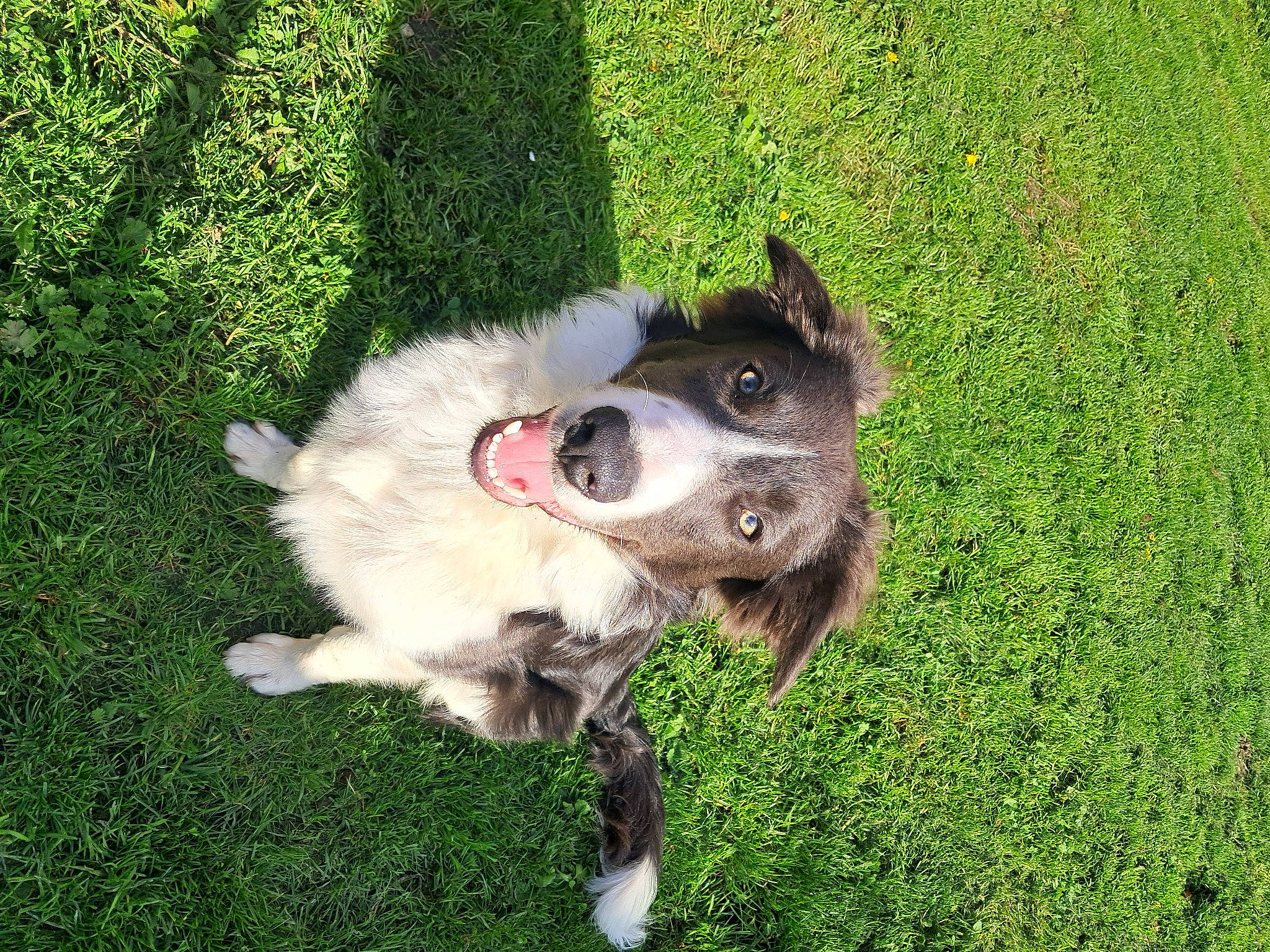 Ulysse participe au concours pour gagner de l'argent avec cette photo : canidae, carnivore, companion_dog, dog, dog_breed, dog_collar, fur, grass, groundcover, herding_dog, sporting_group, tail, whiskers, working_animal, working_dog