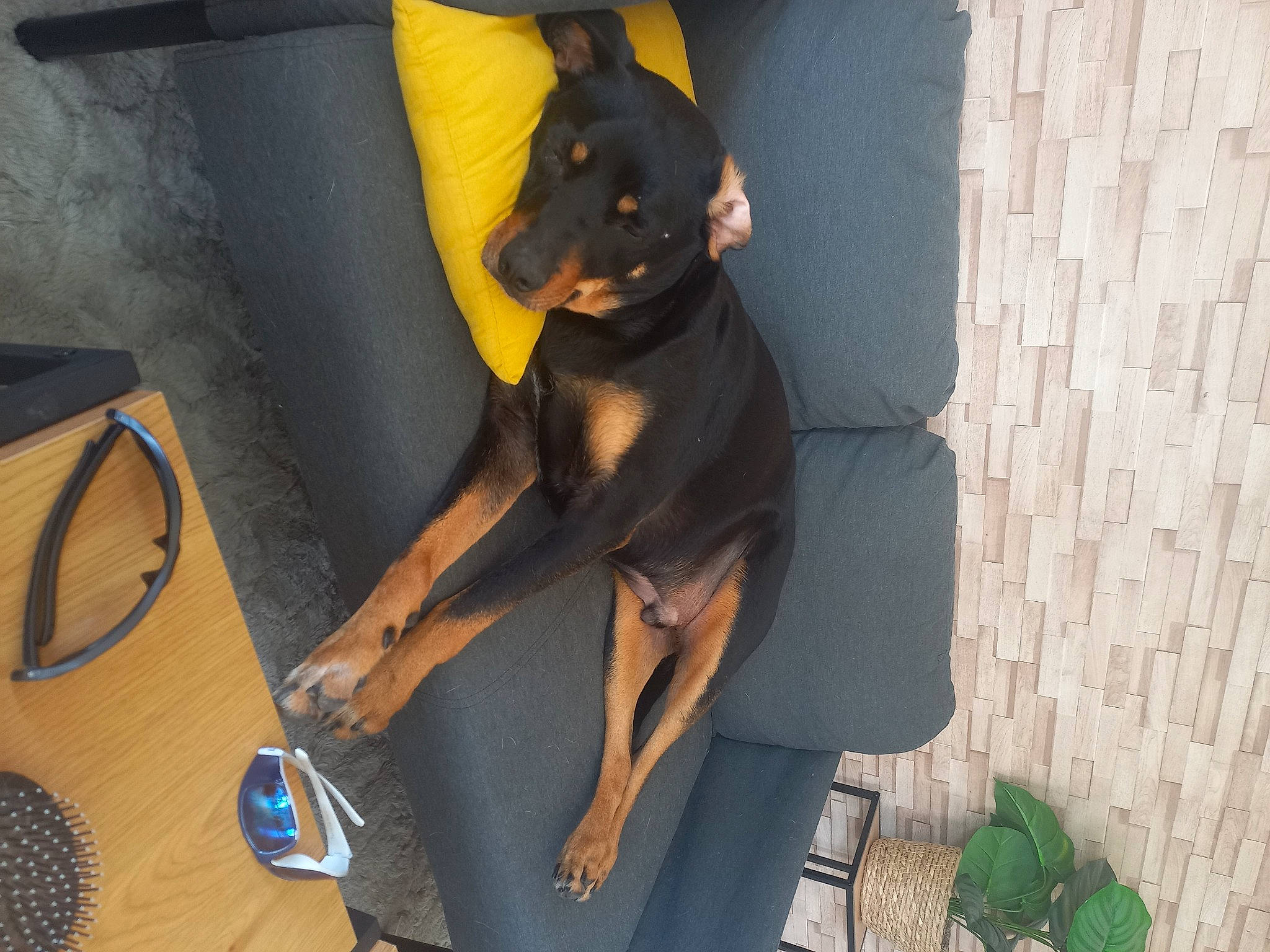 Riley a rejoint le concours — aidez-le/la à gagner de superbes lots ! bag, canidae, carnivore, companion_dog, dog, dog_breed, fawn, flooring, guard_dog, human_leg, knee, leg, luggage_and_bags, personal_protective_equipment, sporting_group, tail, thigh, toy_dog, working_animal, working_dog