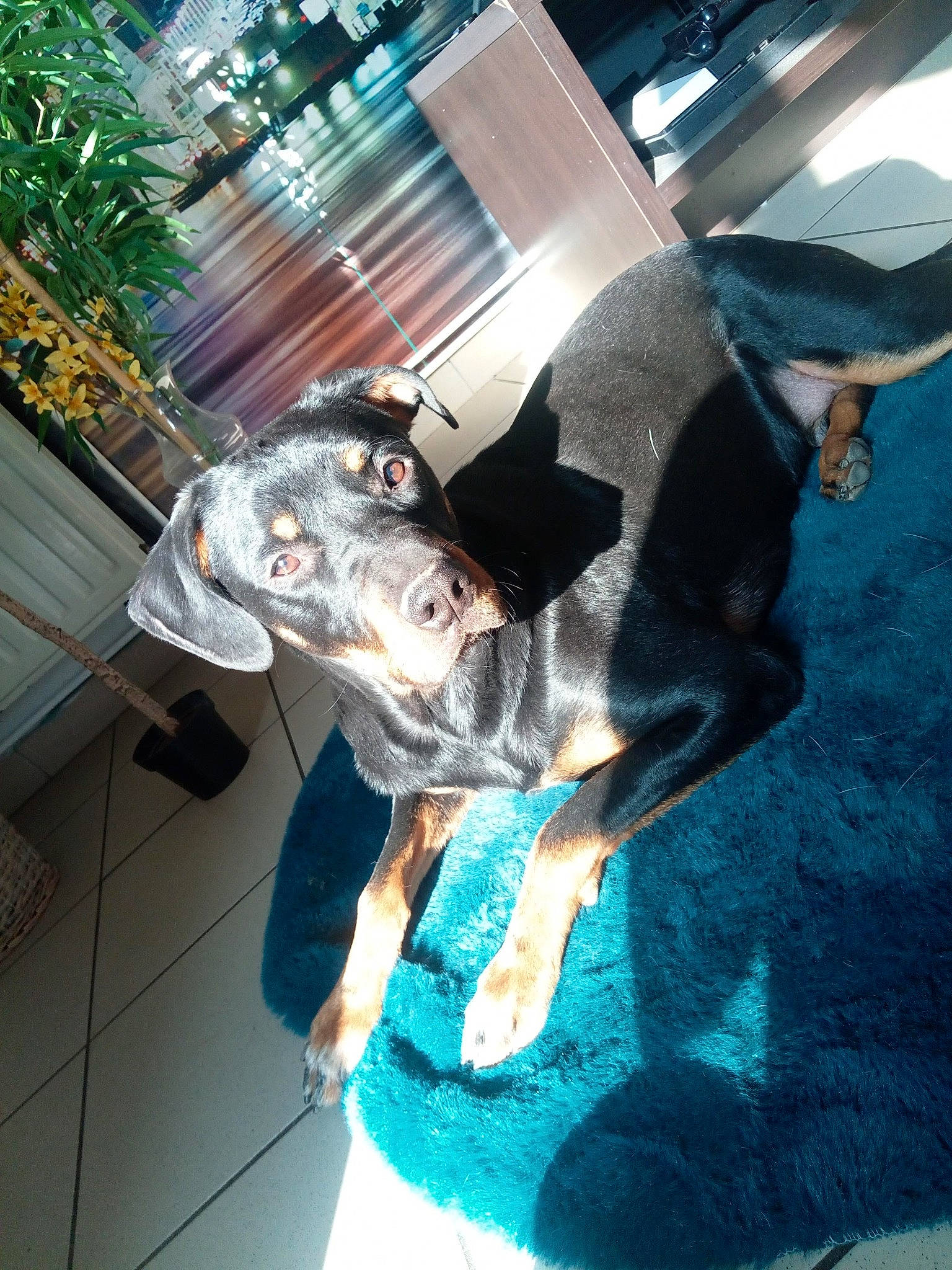 Riley participe au concours pour gagner de l'argent avec cette photo : canidae, carnivore, companion_dog, couch, dog, dog_breed, electric_blue, fawn, fun, fur, guard_dog, leisure, plant, sporting_group, tail, tree, window, working_animal, working_dog, world