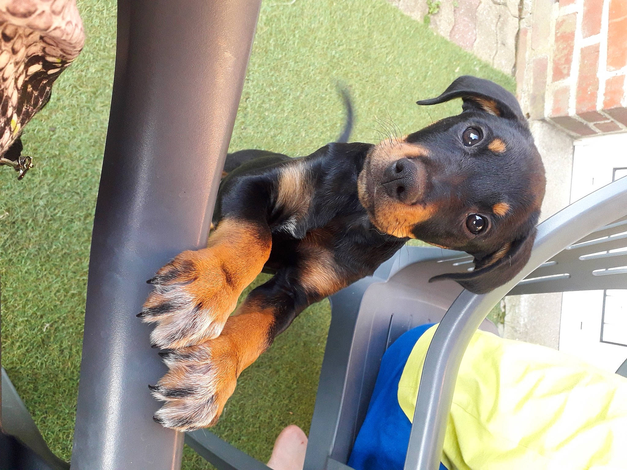 Riley participe au concours pour gagner de l'argent avec cette photo : austrian_black_and_tan_hound, beauceron, black_and_tan_coonhound, canidae, carnivore, companion_dog, dachshund, dobermann, dog, dog_breed, fawn, guard_dog, manchester_terrier, pinscher, snout, sporting_group, vertebrate