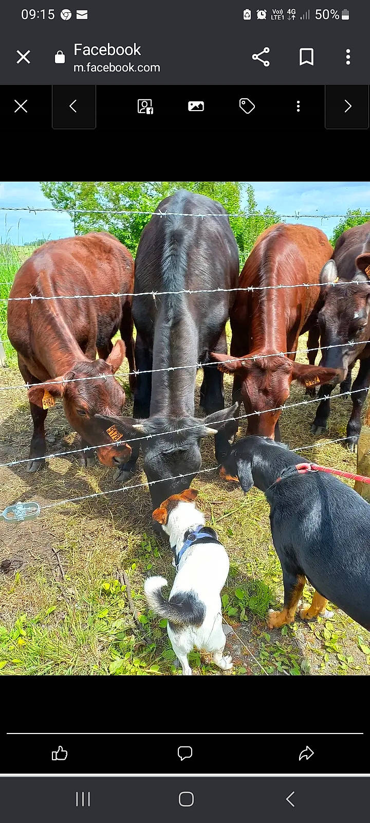 Riley a rejoint le concours — aidez-le/la à gagner de superbes lots ! bovine, dairy_cow, event, fawn, grass, grassland, grazing, green, herd, landscape, livestock, mammal, pasture, plant, ranch, snout, terrestrial_animal, wildlife, wire_fencing, working_animal