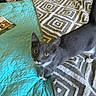 Theo joined the competition — help win amazing prizes! animal, bed, blanket, cat, cozy, curious, ears, feline, geometric_pattern, gray_cat, home, indoor, looking_up, pet, quilt, soft_texture, turquoise, whiskers, white_paws, yellow_eyes
