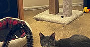 Theo is registered to the contest to win money with this photo: animal, carpet, cat, cat_toy, cozy, curious, domestic_cat, ears, floor, furniture, gray_cat, home, indoor, lying_down, mammal, pet_bed, playful, scratching_post, whiskers, white_paws