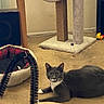 cat, gray_cat, white_paws, indoor, carpet, scratching_post, cat_toy, pet_bed, furniture, curious, lying_down, animal, mammal, whiskers, ears, floor, cozy, home, playful, domestic_cat