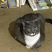 Theo is registered to the contest to win money with this photo: animal, background_objects, book, carpet, cat, closeup, curious, domestic_cat, feline, floor, gray_cat, green_eyes, household, indoor, pet, quiet, reading_material, sitting, whiskers, white_chest