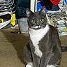 Theo is registered to the contest to win money with this photo: animal, carpet, cat, clutter, coil, curious, domestic_cat, ears, feline, floor, gray_cat, green_eyes, household, indoor, jacket, magazines, pet, sitting, whiskers, white_paws