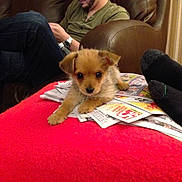 Piper is registered to the contest to win money with this photo: beard, brown_furniture, casual, couch, cozy, curtains, dog, focus, glasses, indoor, leather, man, newspaper, pet, phone, puppy, red_blanket, relaxing, seated, socks