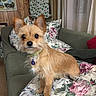 Piper is registered to the contest to win money with this photo: animal, canine, collar, couch, cozy, curtains, cute, dog, ears, floral_pattern, fur, furniture, indoor, living_room, pet, pillow, portrait, small_dog, tag, wood_paneling