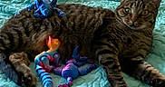 Roxie is registered to the contest to win money with this photo: animal, bed, bedspread, blue, cat, colorful, cozy, curious, feline, home, indoor, orange, pet, pillow, playful, purple, relaxed, striped, tabby_cat, toy