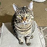 Roxie joined the competition — help win amazing prizes! animal, carpet, cat, cozy, cushion, cute, domestic, ears, eyes, feline, fur, indoor, looking, mammal, pet, sitting, soft, striped, tabby_cat, whiskers