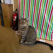 Roxie joined the competition — help win amazing prizes! animal, backdrop, bucket, cardboard_box, carpet, cat, curious, fire_extinguisher, floor, green, household, indoor, indoor_lighting, pet, red, sitting, striped, tabby, white, wide_eyes