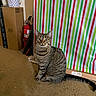 animal, backdrop, bucket, cardboard_box, carpet, cat, curious, fire_extinguisher, floor, green, household, indoor, indoor_lighting, pet, red, sitting, striped, tabby, white, wide_eyes