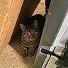 Roxie is registered to the contest to win money with this photo: animal, brown, carpet, cat, container, corner, curious, ears, eyes, feline, floor, hidden, indoor, pet, plastic, resting, striped, tabby, whiskers, wood