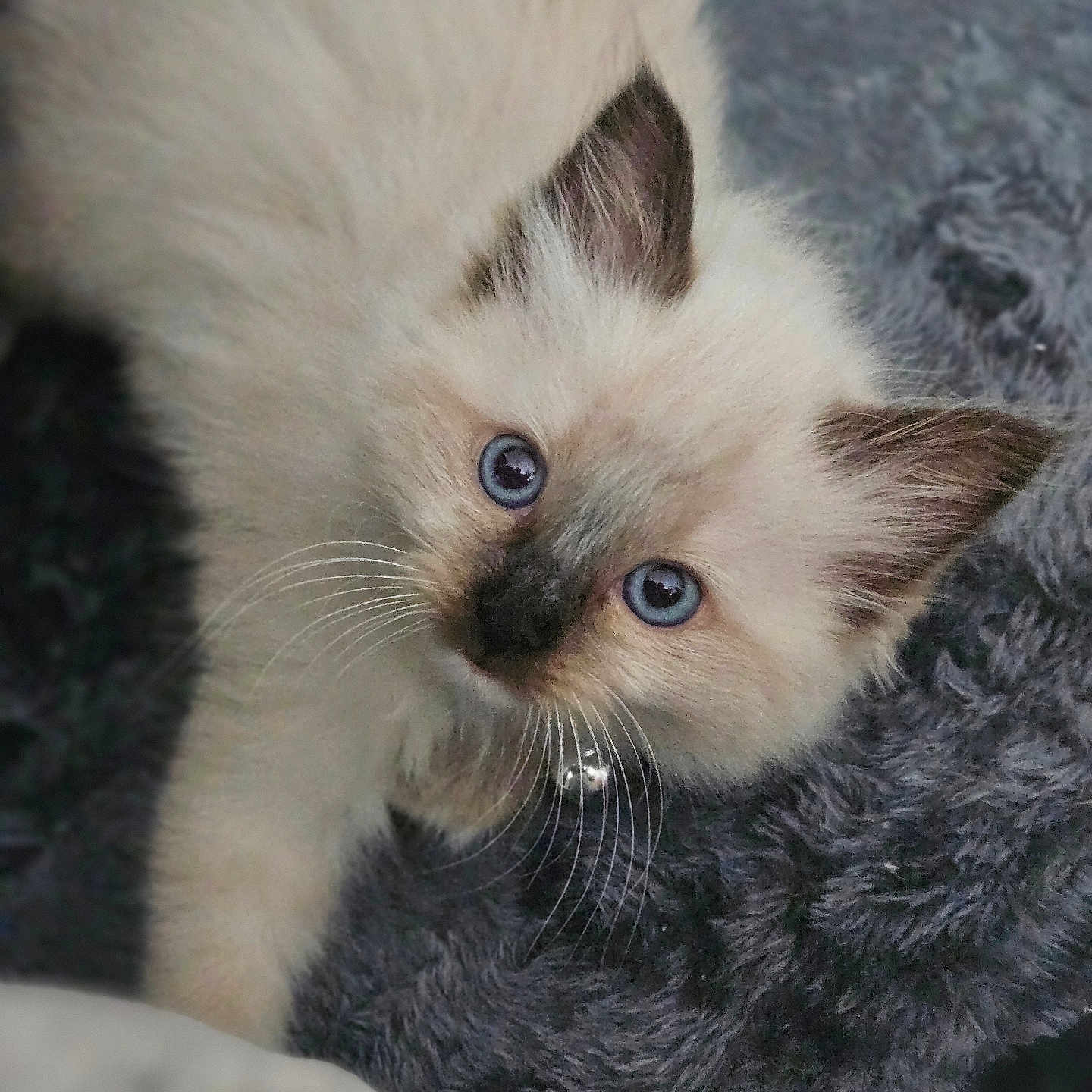 Willow is registered to the contest to win money with this photo: adorable, animal_portrait, blue_eyes, cat, close_up, curious, cute, domestic_cat, feline, fluffy, fur, gray_blanket, indoor, kitten, pet, sleepy, small, soft_texture, whiskers, young_animal