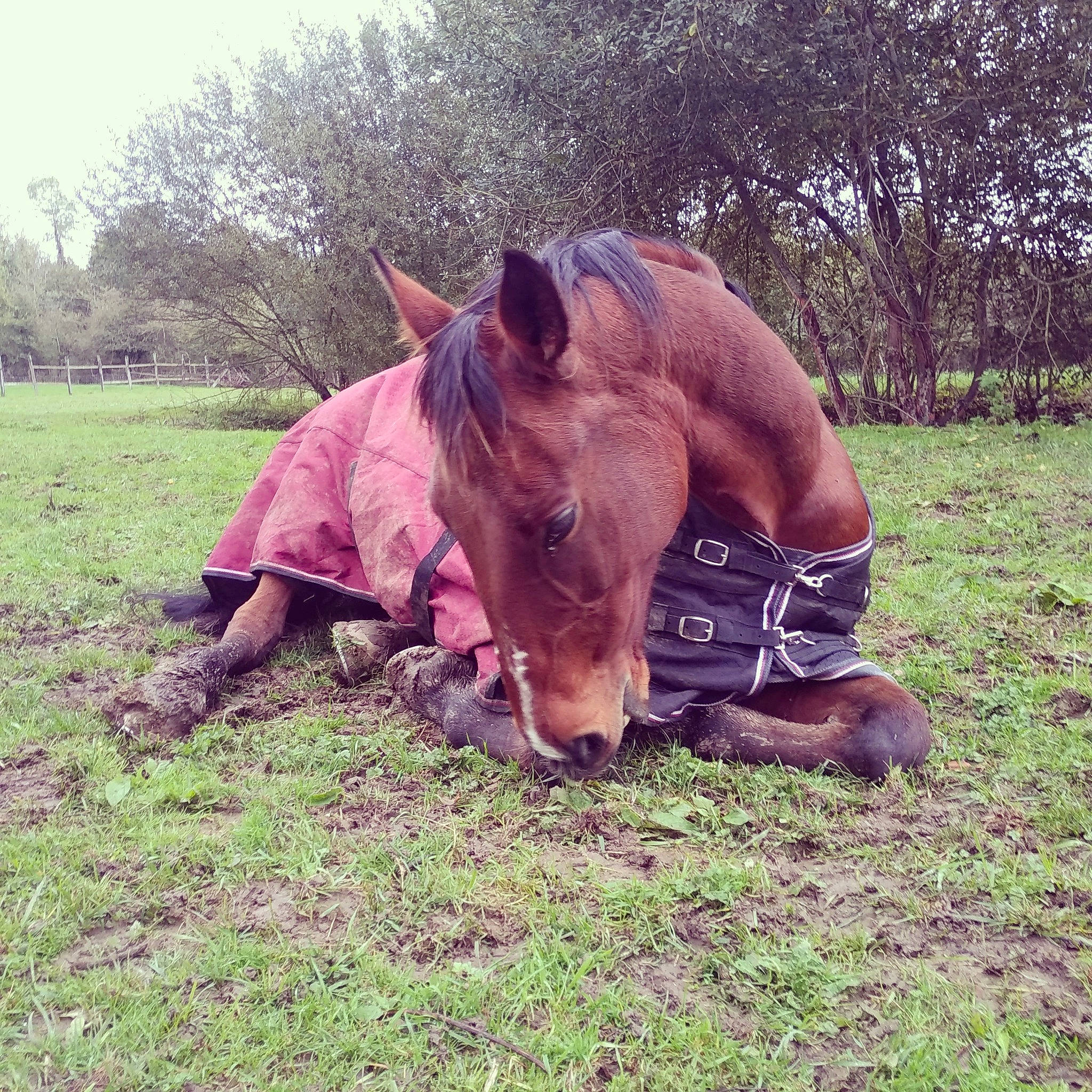 Dadou participe au concours pour gagner de l'argent avec cette photo : ear, foal, grass, grassland, grazing, horse, livestock, mammal, mane, mare, nose, organism, pack_animal, pasture, plant, pony, rural_area, sky, sorrel, stallion