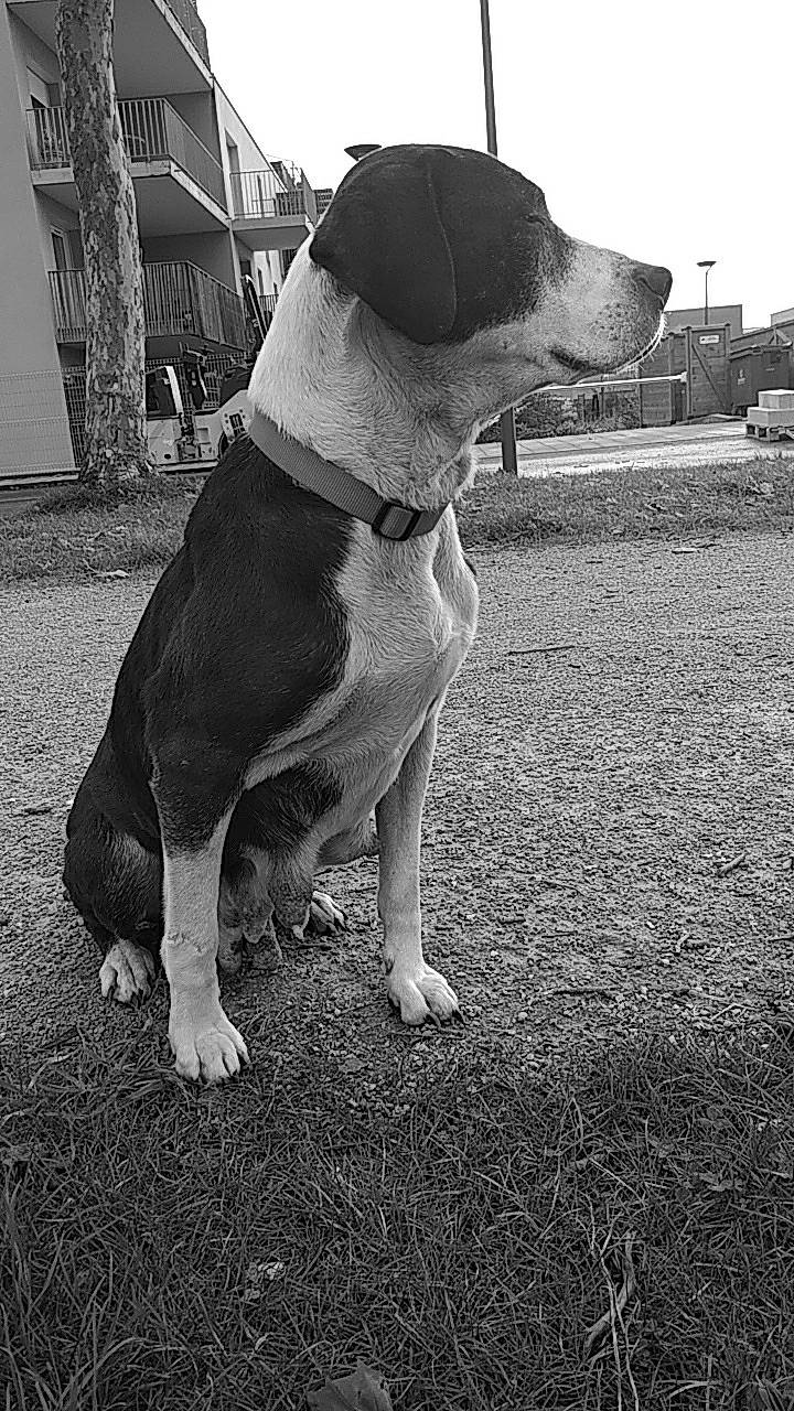 Harmony a rejoint le concours — aidez-le/la à gagner de superbes lots ! beagle, canidae, carnivore, dog, dog_breed, harrier, hunting_dog, mammal, rare_breed_dog, snout, sporting_group, tail, vertebrate