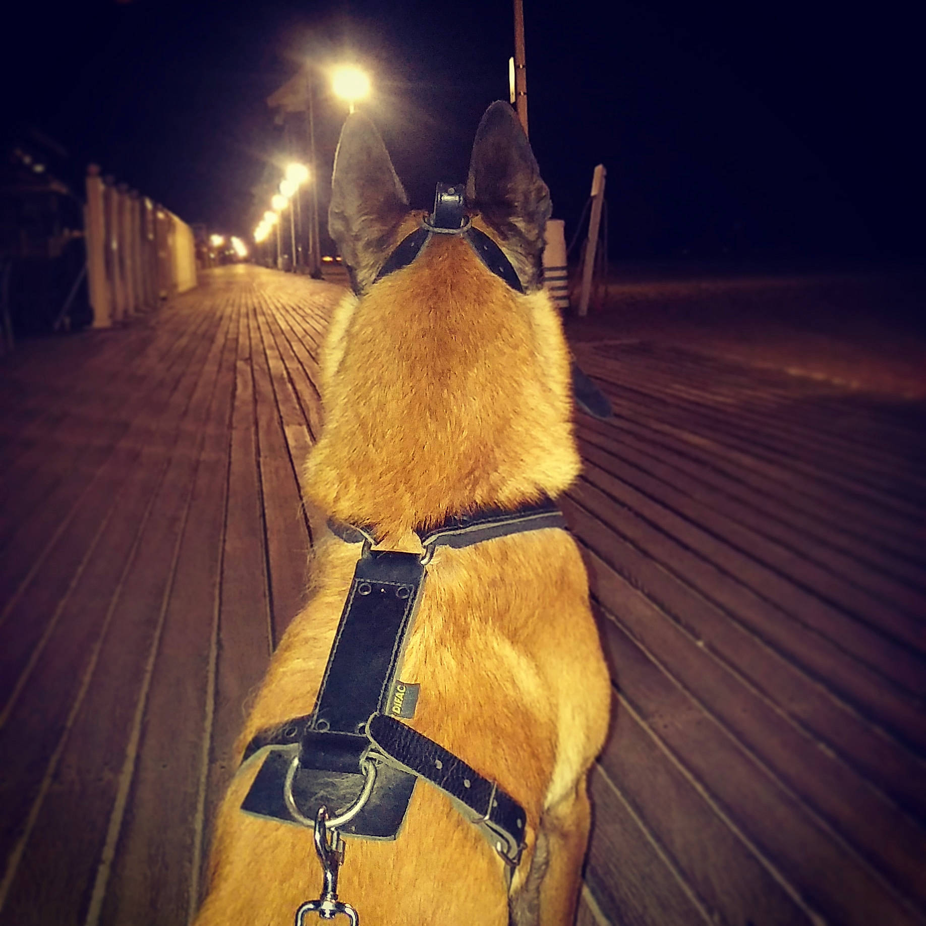Lucky a rejoint le concours — aidez-le/la à gagner de superbes lots ! bridle, cloud, halter, horse, horse_tack, leash, meteorological_phenomenon, mountain, night, rein, sky, snout, vehicle, winter