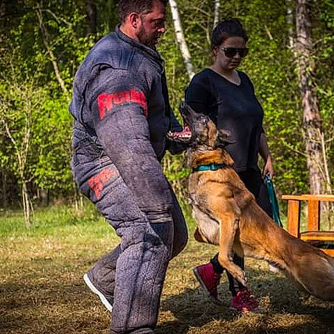 Lucky participe au concours pour gagner de l'argent avec cette photo : alano_espanol, american_staffordshire_terrier, belgian_shepherd_malinois, black_mouth_cur, boerboel, canidae, carnivore, dog, dog_breed, fawn, great_dane, guard_dog, hunting_dog, mammal, mountain_cur, perro_de_presa_canario, schutzhund, tosa, working_dog