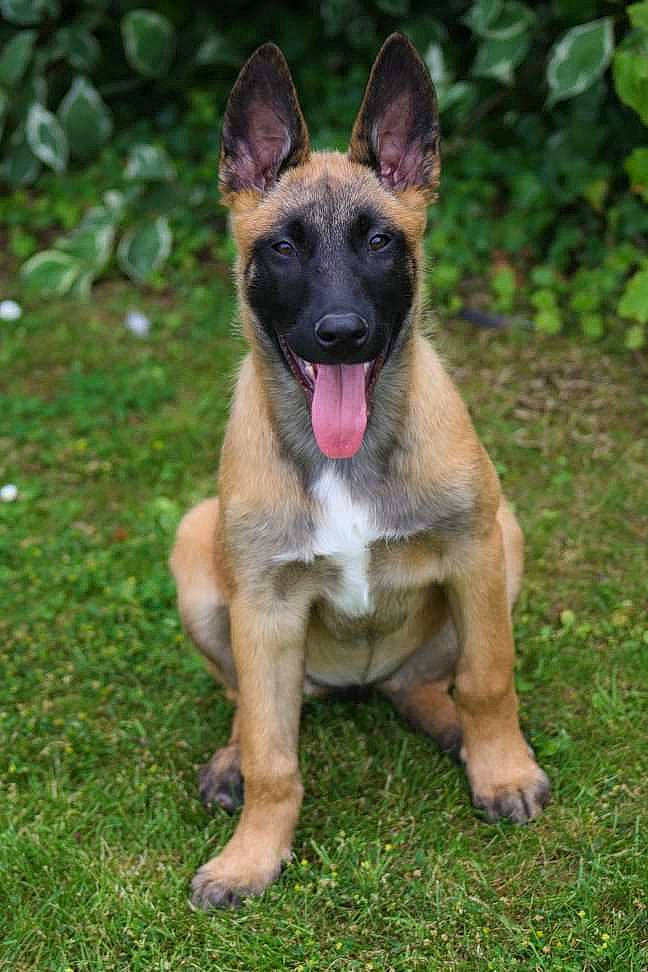 Athéna participe au concours pour gagner de l'argent avec cette photo : belgian_shepherd, belgian_shepherd_malinois, canidae, carnivore, dog, dog_breed, east_european_shepherd, fawn, german_shepherd_dog, king_shepherd, kunming_wolfdog, laekenois, mammal, old_german_shepherd_dog, police_dog, rare_breed_dog, shiloh_shepherd_dog, tervuren, vertebrate, working_dog