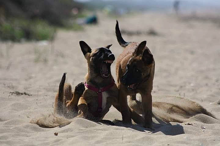 Athéna participe au concours pour gagner de l'argent avec cette photo : canidae, carnivore, dog, dog_breed, fawn, formosan_mountain_dog, german_shepherd_dog, hyena, lycaon_pictus, vertebrate, wildlife