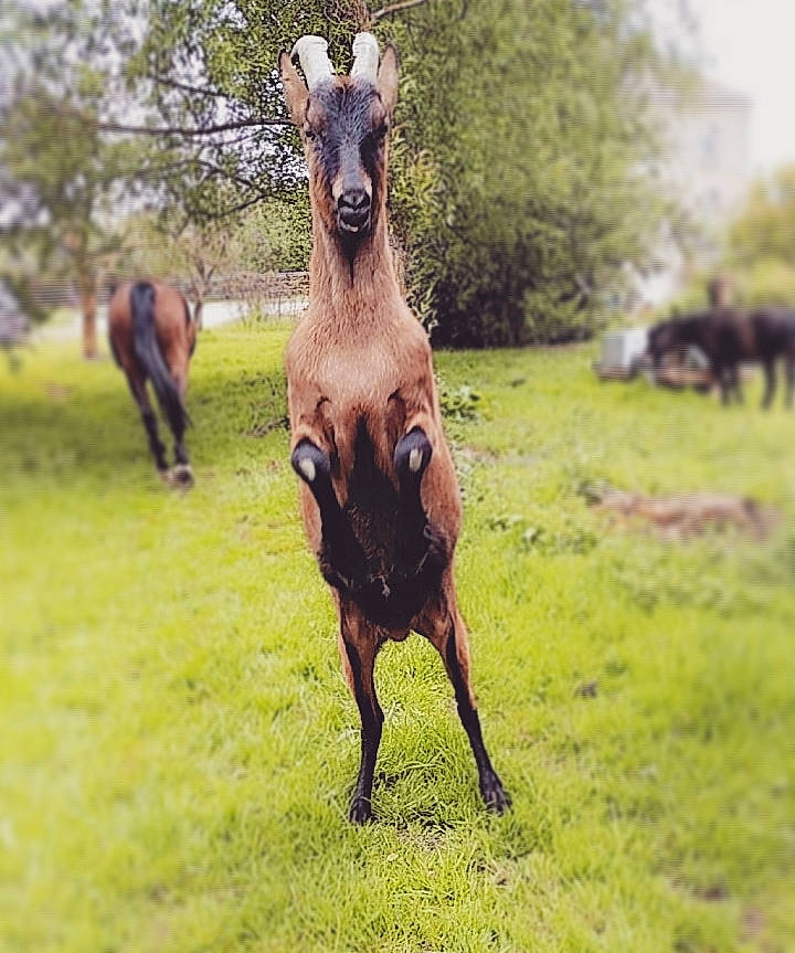 Mr Bee a rejoint le concours — aidez-le/la à gagner de superbes lots ! colt, fawn, foal, goats, grass, grassland, horse, livestock, mammal, mare, meadow, pasture, plant, sky, terrestrial_animal, vertebrate, wildlife