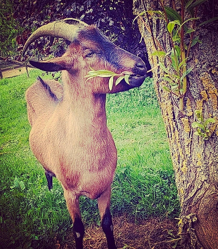 Mr Bee a rejoint le concours — aidez-le/la à gagner de superbes lots ! cloud, cow_goat_family, ear, fawn, feral_goat, goat, goat_antelope, goats, grass, horn, livestock, mountain, pasture, photography, plant, sky, snout, tree, wildlife, working_animal