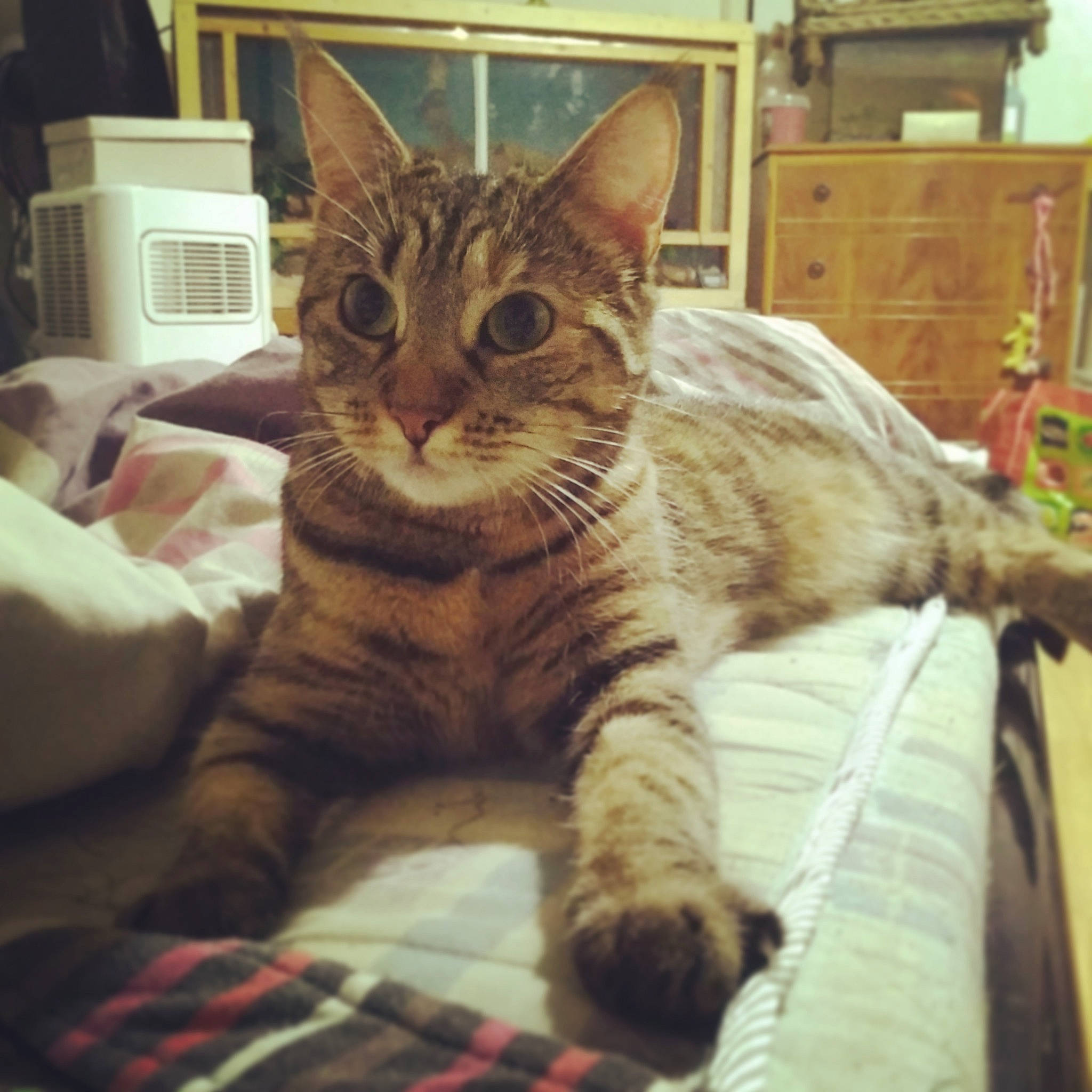 Mimi a rejoint le concours — aidez-le/la à gagner de superbes lots ! aegean_cat, american_shorthair, asian, australian_mist, california_spangled, carnivore, cat, domestic_short_haired_cat, dragon_li, egyptian_mau, european_shorthair, felidae, kitten, mammal, pixie_bob, small_to_medium_sized_cats, snout, tabby_cat, vertebrate, whiskers