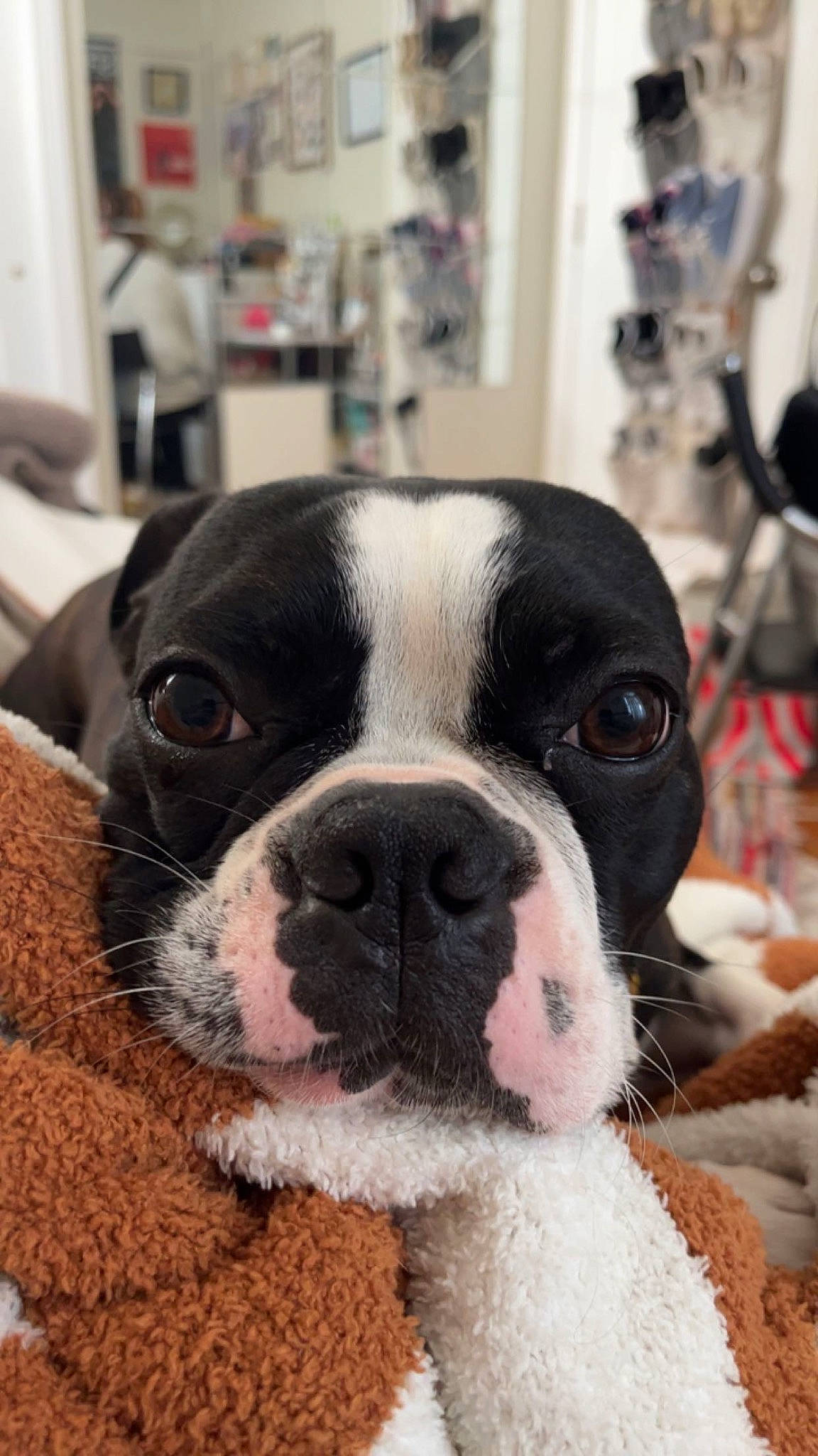 Ari is registered to the contest to win money with this photo: boston_terrier, canidae, carnivore, comfort, companion_dog, dog, dog_breed, ear, eye, fawn, fur, head, non_sporting_group, photography, snout, sporting_group, terrestrial_animal, whiskers, working_animal
