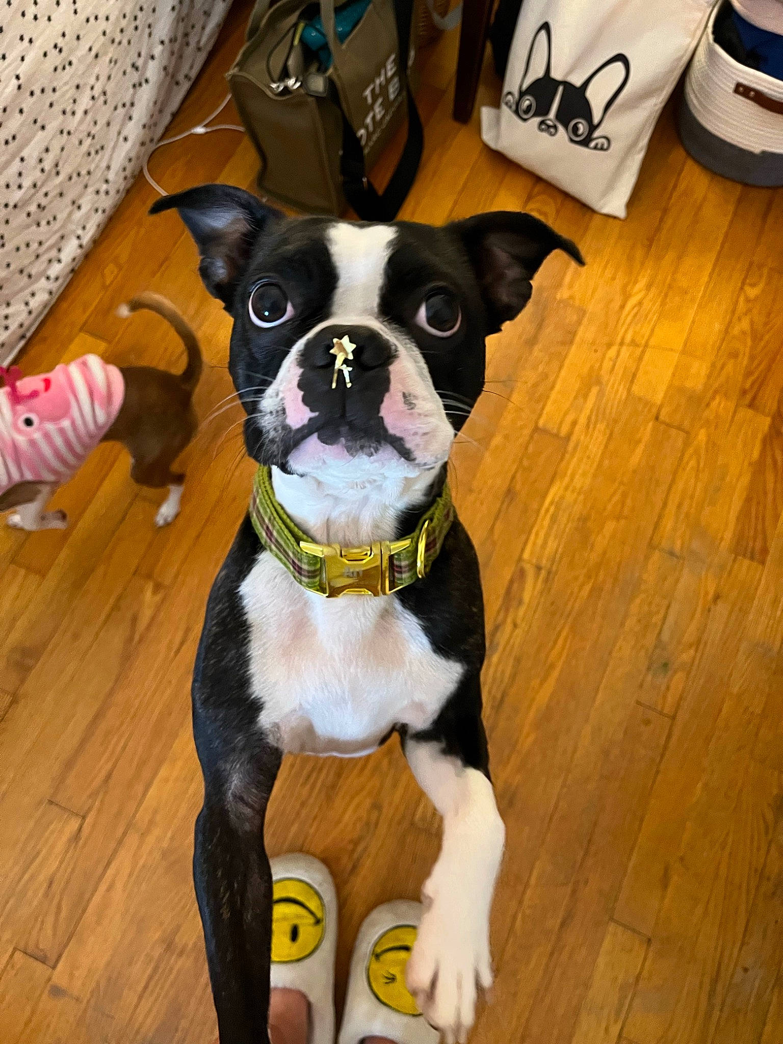 Ari joined the competition — help win amazing prizes! boston_terrier, bulldog, carnivore, collar, companion_dog, dog, dog_breed, dog_clothes, dog_collar, fawn, flooring, hardwood, plank, sporting_group, toy_dog, varnish, wood, wood_flooring, wood_stain, working_animal