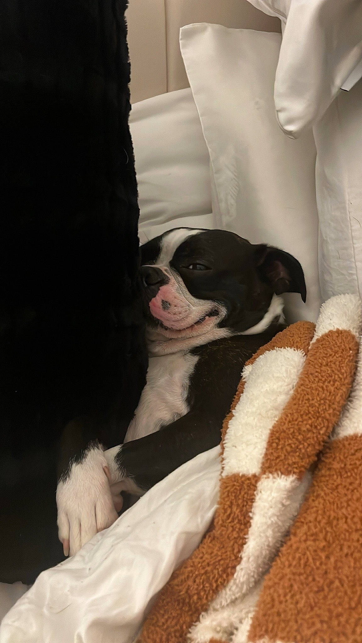 Ari joined the competition — help win amazing prizes! boston_terrier, canidae, carnivore, comfort, companion_dog, couch, dog, dog_breed, fawn, fur, human_leg, knee, linens, non_sporting_group, paw, sitting, snout, sporting_group, thigh, working_animal