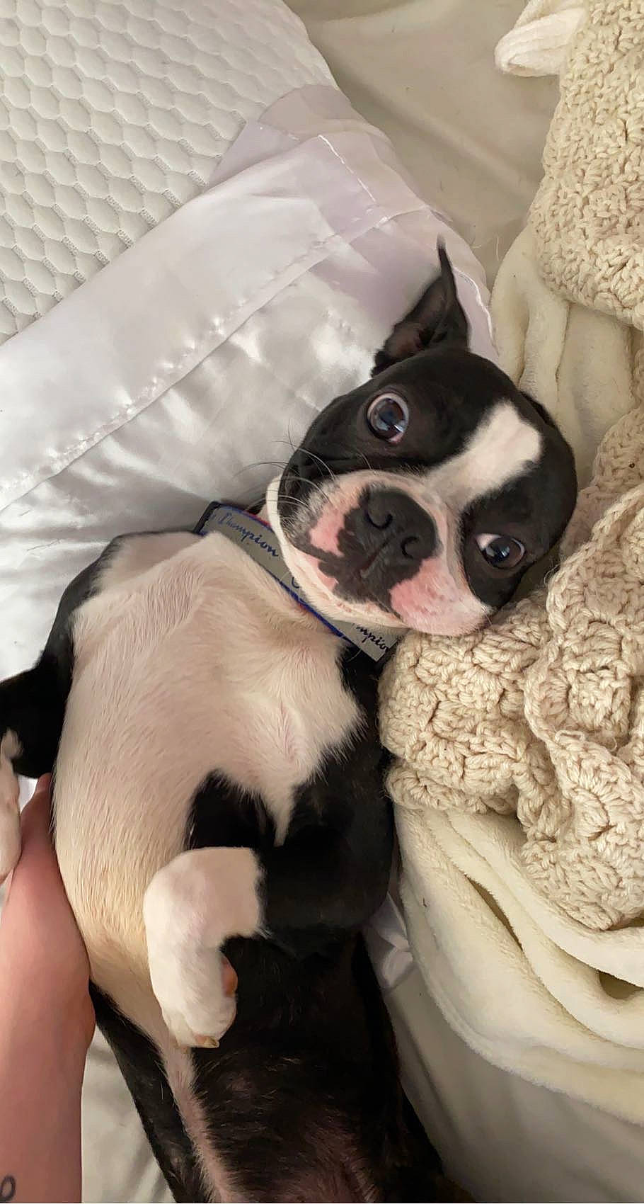 Ari is registered to the contest to win money with this photo: boston_terrier, canidae, carnivore, comfort, companion_dog, dog, dog_breed, fawn, felidae, fur, grey, linens, nap, non_sporting_group, puppy_love, snout, sporting_group, toy_dog, whiskers, working_animal