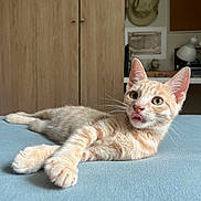 Urion participe au concours pour gagner de l'argent avec cette photo : cat, orange_tabby, bed, blue_bedspread, indoor, feline, whiskers, ears, tongue, relaxed, cute, pet, fur, animal, domestic, home, cabinet, hat, lamp, wall_art