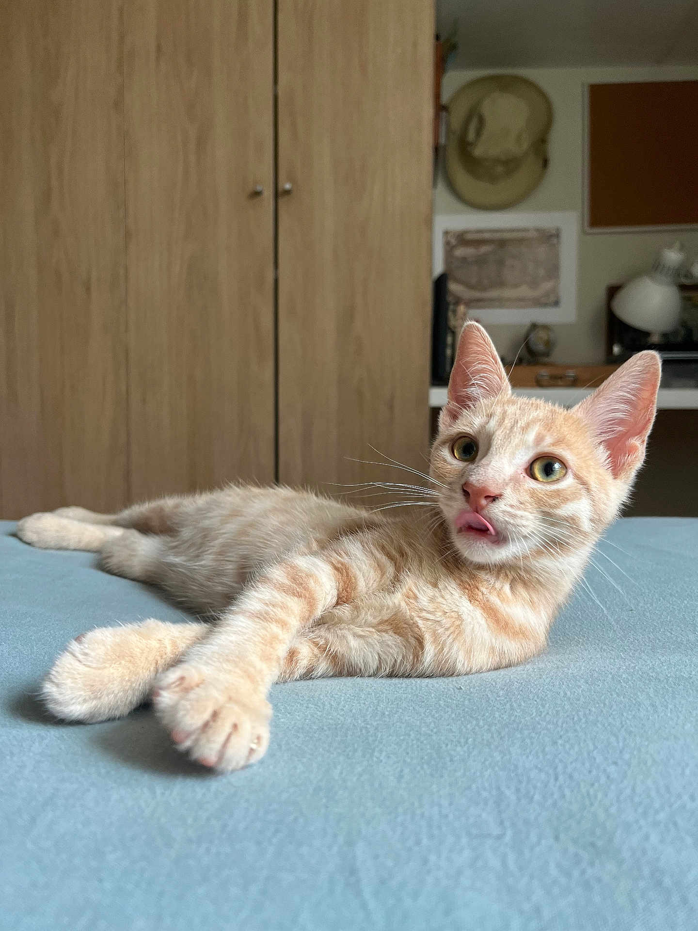 Urion participe au concours pour gagner de l'argent avec cette photo : cat, orange_tabby, bed, blue_bedspread, indoor, feline, whiskers, ears, tongue, relaxed, cute, pet, fur, animal, domestic, home, cabinet, hat, lamp, wall_art