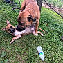 Jemma joined the competition — help win amazing prizes! animal, bottle, boxer, bulldog, canine, dog, grass, herbal, herbs, hound, nature, outdoors, pet, plant, puppy, soil, tree, vegetation, waterbottle, yard