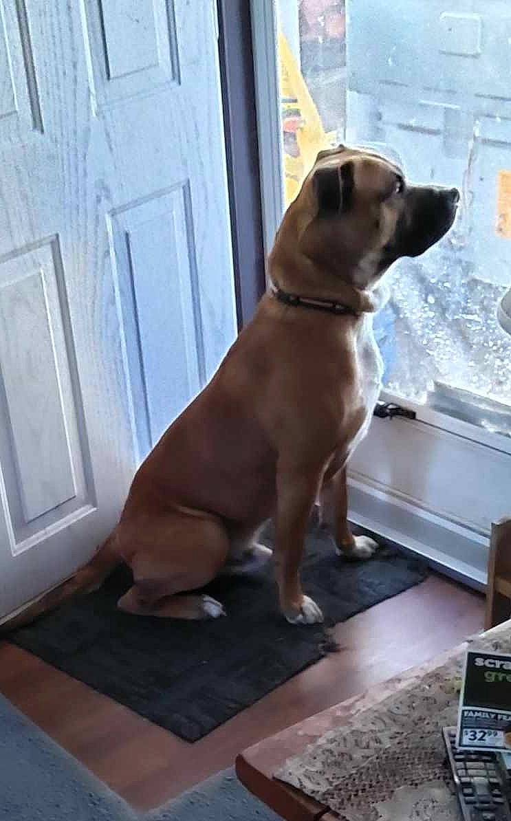 Thor is registered to the contest to win money with this photo: camera, canidae, carnivore, collar, companion_dog, dog, dog_breed, dog_collar, door, fawn, flooring, hardwood, liver, mobile_phone, pet_supply, snout, sporting_group, tail, wood, working_animal