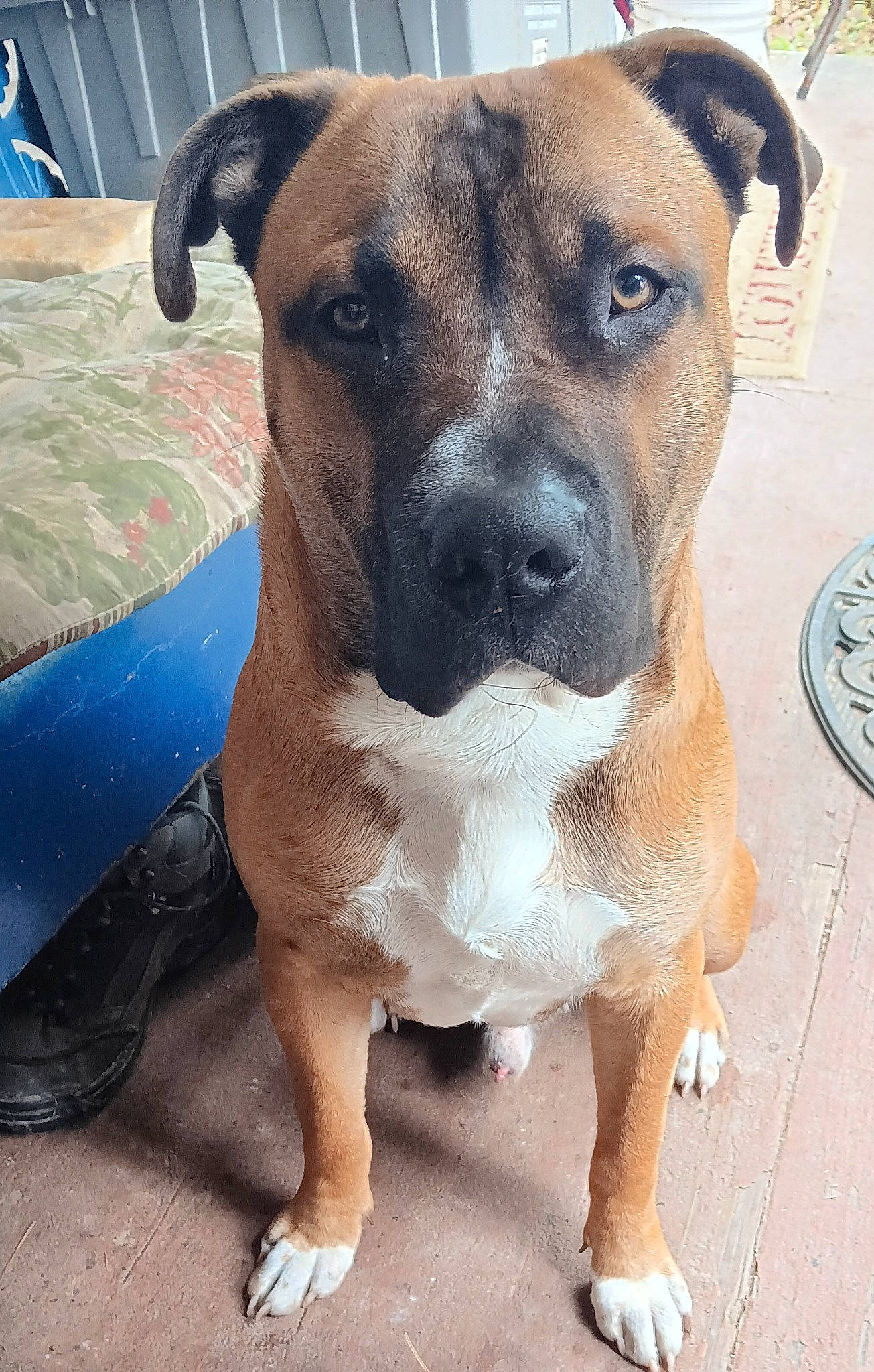 Thor joined the competition — help win amazing prizes! ancient_dog_breeds, blue, canidae, carnivore, collar, companion_dog, dog, dog_breed, dog_collar, dog_supply, fawn, guard_dog, non_sporting_group, paw, pet_supply, snout, sporting_group, whiskers, working_animal, working_dog