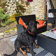 Sparrow participe au concours pour gagner de l'argent avec cette photo : black_dog, chair, clothesline, cushions, dog, garden, moss, outdoor, outdoor_furniture, patio, plants, portrait, sitting, stone_wall, striped_rug, table, tableware, tan_markings, towel, wooden_deck