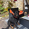 black_dog, chair, clothesline, cushions, dog, garden, moss, outdoor, outdoor_furniture, patio, plants, portrait, sitting, stone_wall, striped_rug, table, tableware, tan_markings, towel, wooden_deck