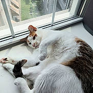 Shayla is registered to the contest to win money with this photo: cat, animal, pet, window, sunlight, fur, relaxing, indoor, white, brown, paw, tail, sleepy, cute, cozy, domestic, mammal, resting, closeup, windowsill