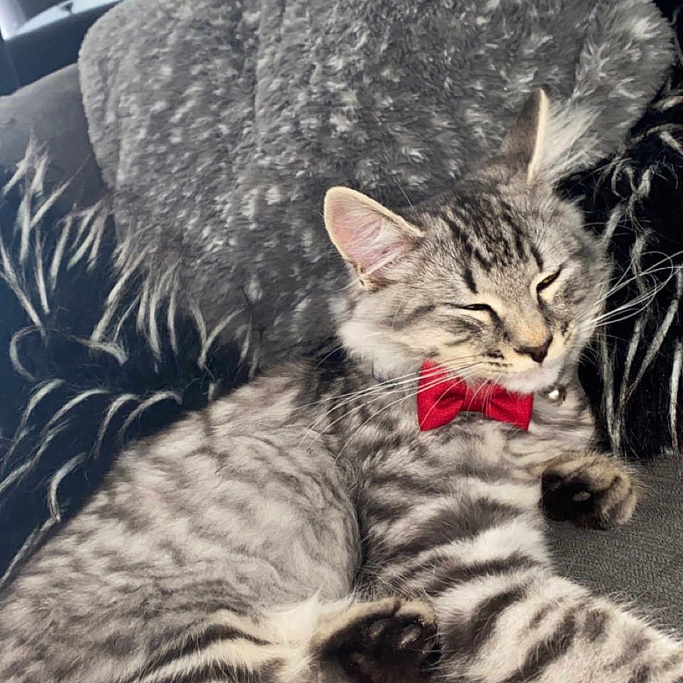 Teddy joined the competition — help win amazing prizes! accessories, animal, cat, chair, couch, cushion, face, formalwear, furniture, head, homedecor, indoors, kitten, manx, person, pet, photography, portrait, sleeping, tie