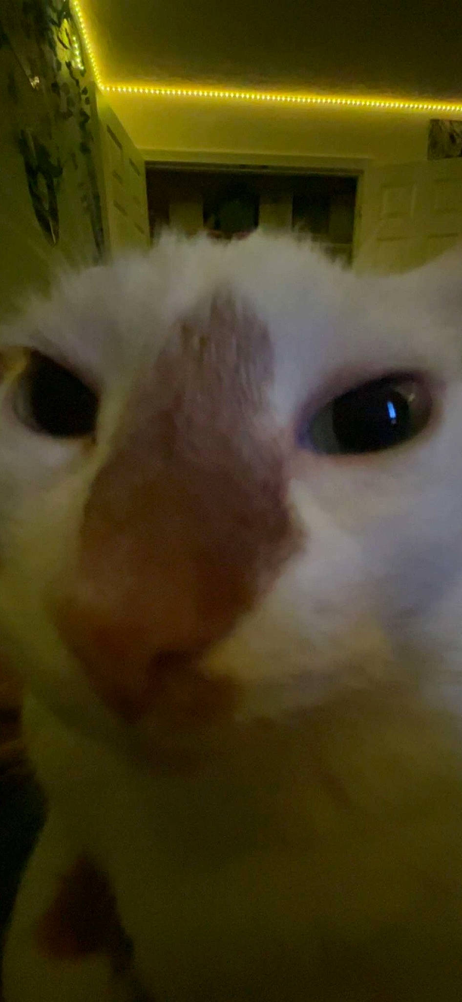 Daisy joined the competition — help win amazing prizes! balinese, carnivore, cat, close_up, domestic_short_haired_cat, ear, fawn, felidae, fur, iris, nose, small_to_medium_sized_cats, snout, tail, terrestrial_animal, whiskers