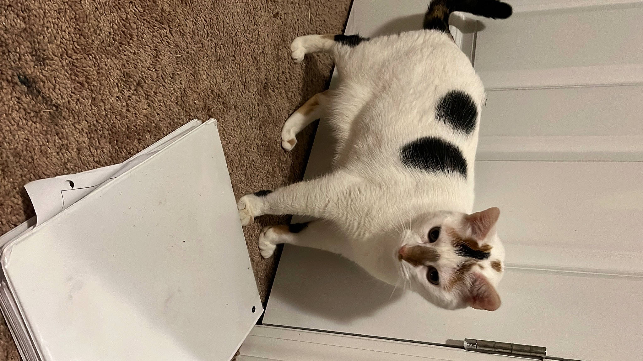 Daisy joined the competition — help win amazing prizes! canidae, carnivore, cat, comfort, dog_breed, domestic_short_haired_cat, fawn, felidae, fur, linens, monochrome, monochrome_photography, paw, room, small_to_medium_sized_cats, snout, tail, whiskers, window, wood