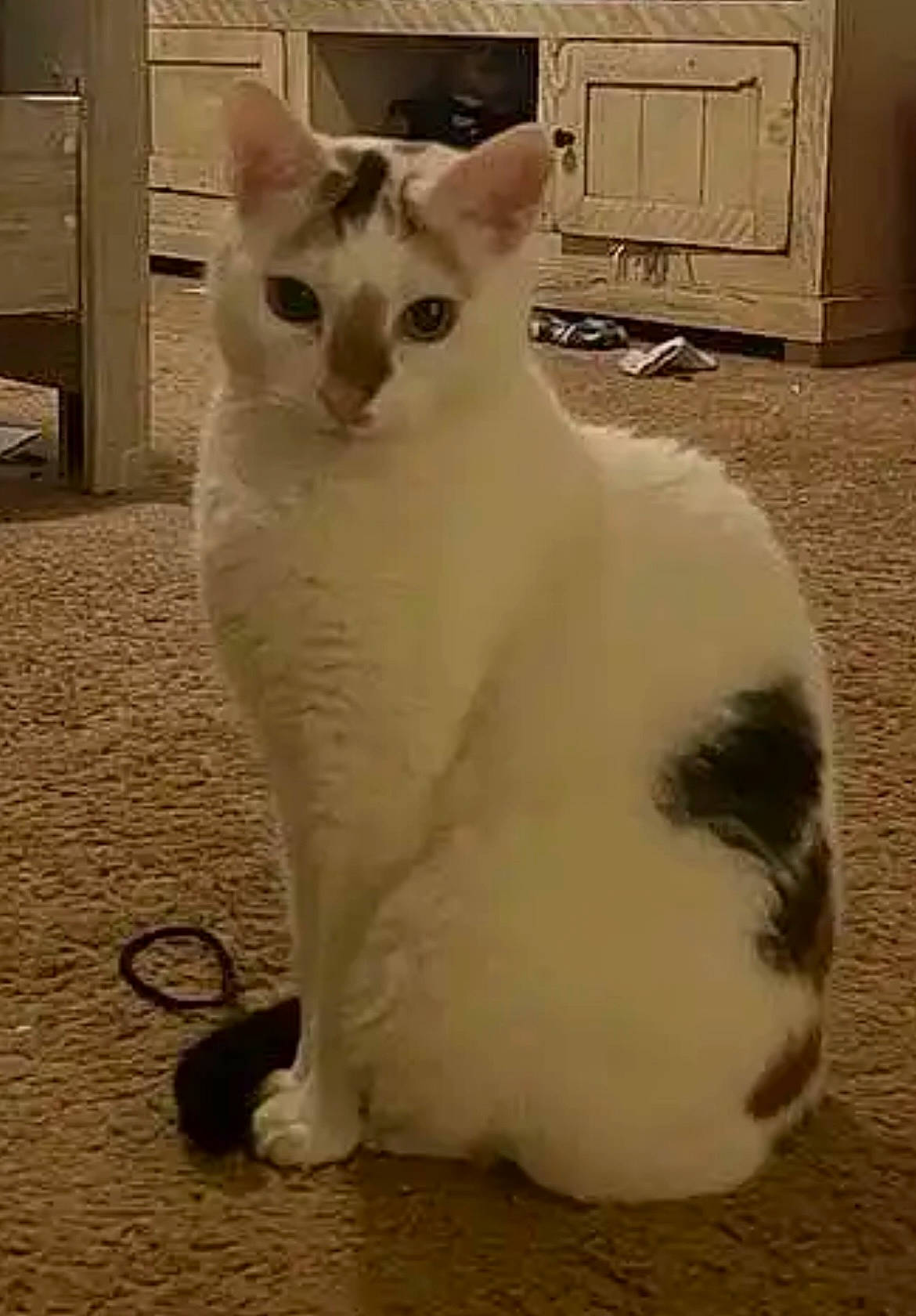 Daisy joined the competition — help win amazing prizes! carnivore, cat, domestic_short_haired_cat, eye, felidae, flooring, fur, head, light_switch, paw, small_to_medium_sized_cats, snout, tail, terrestrial_animal, wall_plate, whiskers, window