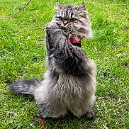 Achille participe au concours pour gagner de l'argent avec cette photo : cat, fluffy, gray, grass, outdoor, garden, leash, collar, pet, animal, feline, nature, plant, potted_plant, greenery, playful, fur, sitting, paw, closeup
