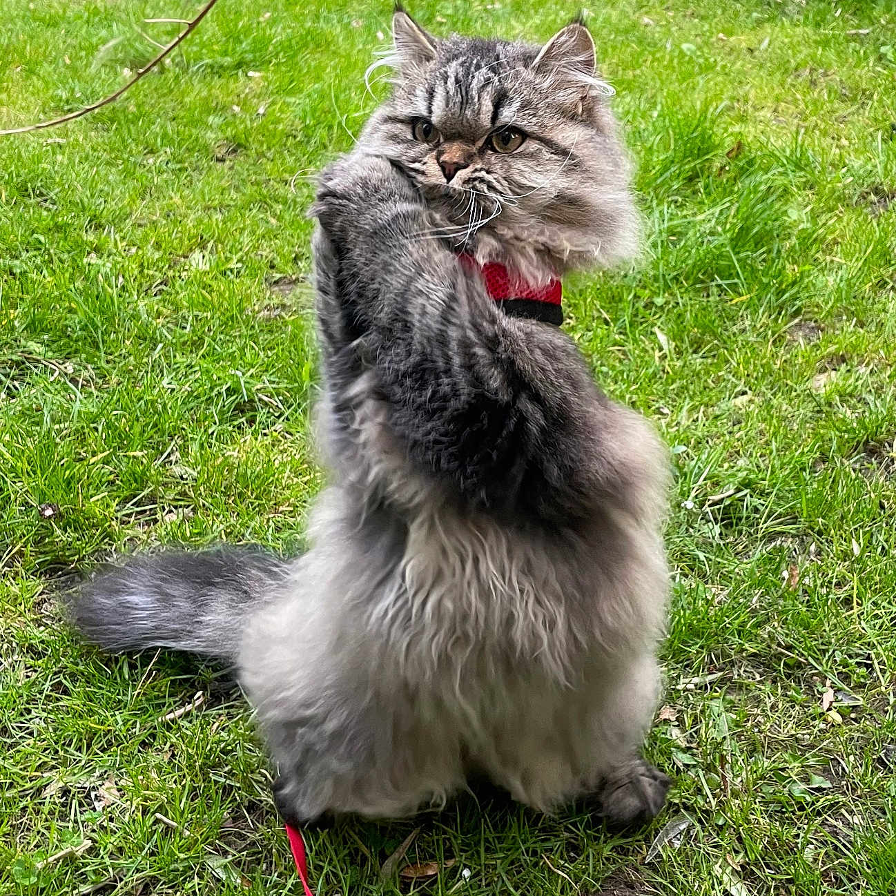 Achille