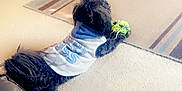 Papa is registered to the contest to win money with this photo: dog, black_dog, shirt, toy, carpet, living_room, couch, television, speaker, furniture, floor, indoor, pet, playing, relaxing, home, cozy, sparkle_effect, leisure, animal