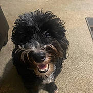 Papa is registered to the contest to win money with this photo: dog, black_and_white, curly_fur, pet, smiling, indoor, carpet, cute, animal, sitting, happy, fur, canine, companion, domestic, portrait, closeup, looking_up, friendly, furry