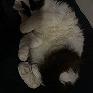 Snowball joined the competition — help win amazing prizes! cat, feline, pet, sleeping, nap, lying_down, belly_up, fluffy, long_hair, white_fur, black_fur, bicolor, paws, tail, whiskers, indoor, bed, blanket, cozy, relaxed